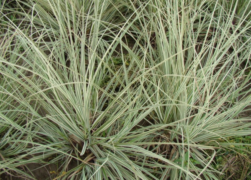 花叶蒲苇种植基地花叶蒲苇自产自销。30万处理