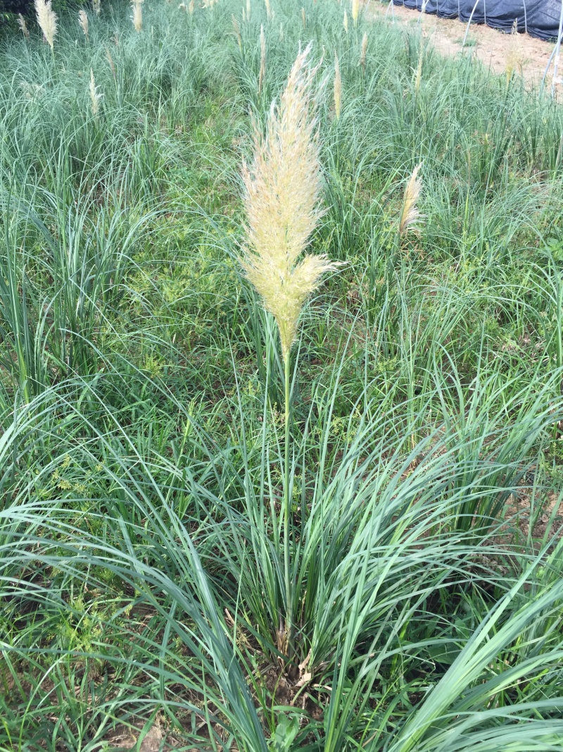 矮蒲苇种植基地200万矮蒲苇基地直销。低价处理