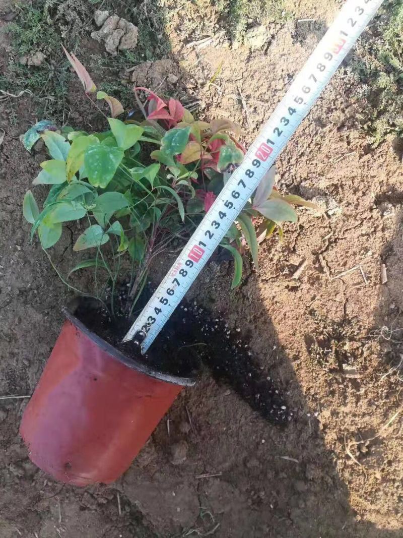 火焰南天竹种植基地火焰南天竹批发价格。30万处理