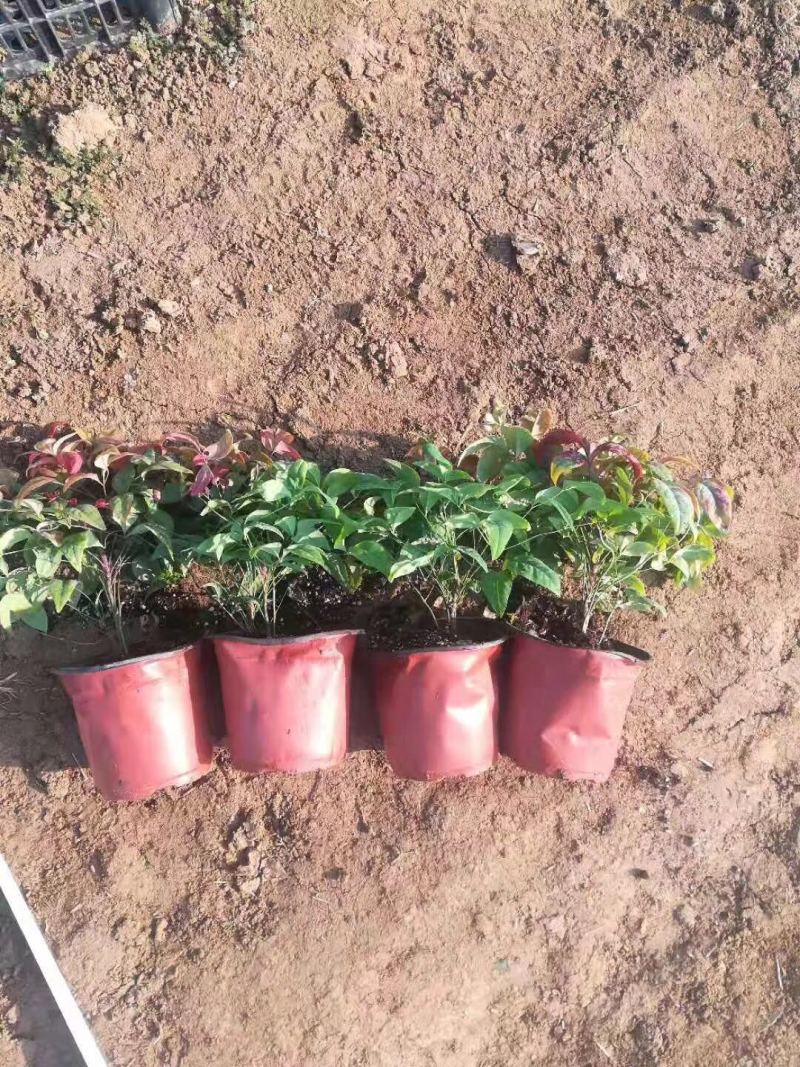 火焰南天竹种植基地火焰南天竹批发价格。30万处理