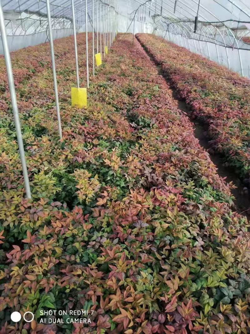 火焰南天竹种植基地火焰南天竹批发价格。30万处理