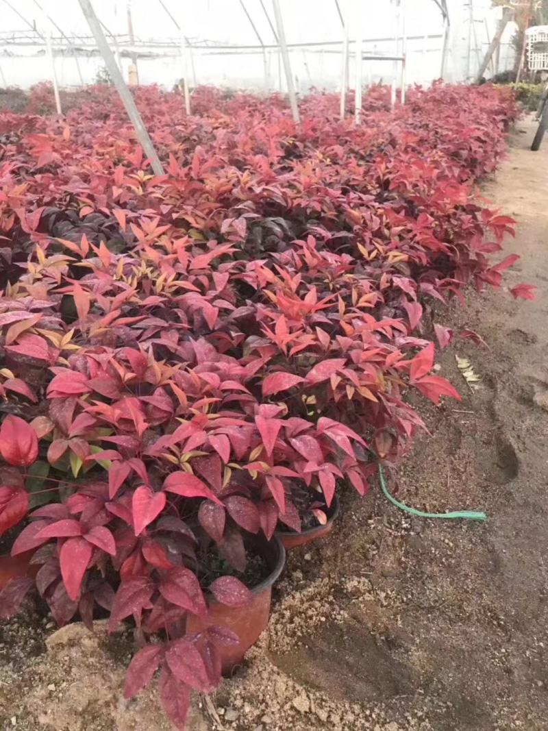 火焰南天竹种植基地火焰南天竹批发价格。30万处理