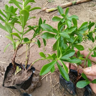 费菜自产自销费菜种植基地。300万处理