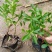 费菜自产自销费菜种植基地。300万处理