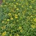 费菜自产自销费菜种植基地。300万处理