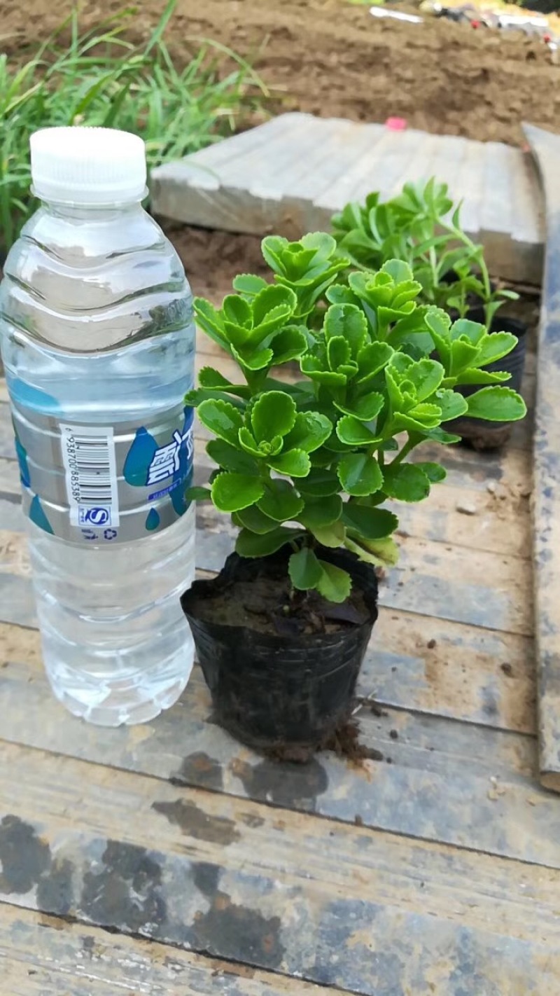 费菜自产自销费菜种植基地。300万处理