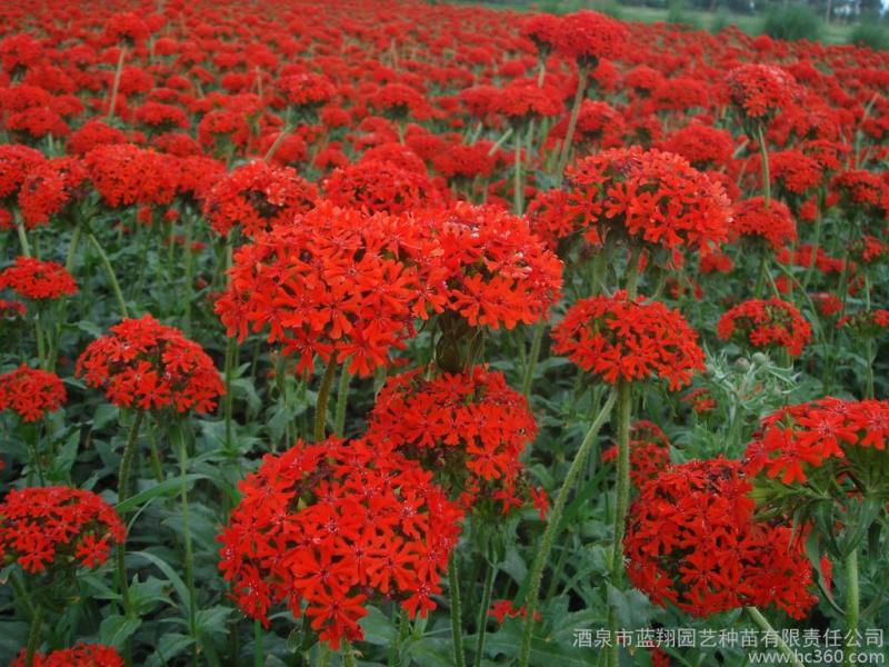 花卉盆景大花剪秋萝种植基地大花剪秋萝自产自销