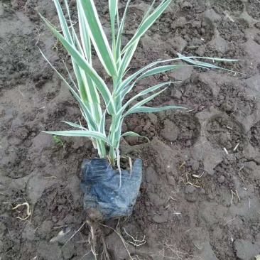 花叶芦竹自产自销200万花叶芦竹直销。价格批发。