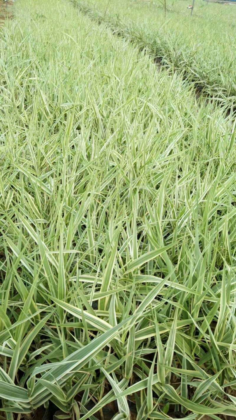 花叶芦竹自产自销200万花叶芦竹直销。价格批发。