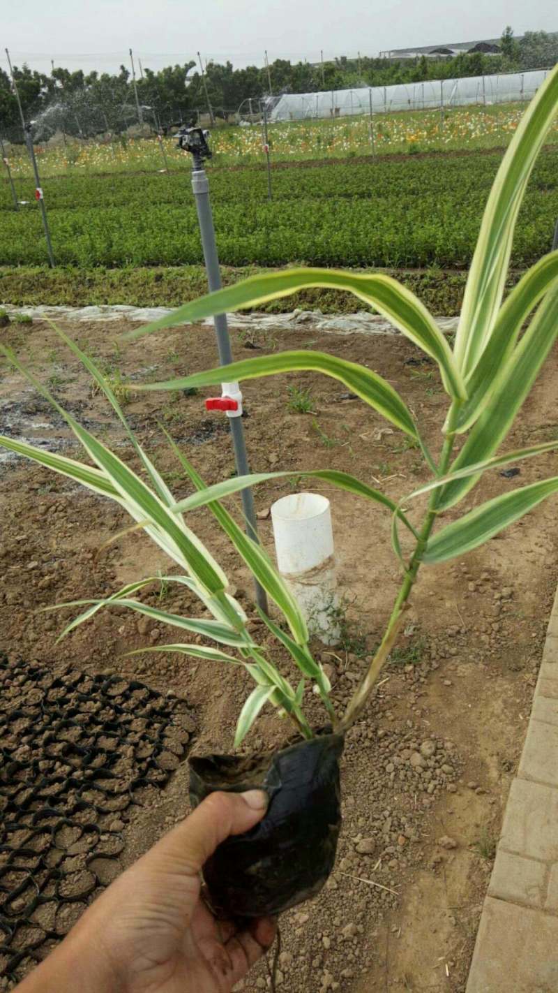 花叶芦竹自产自销200万花叶芦竹直销。价格批发。