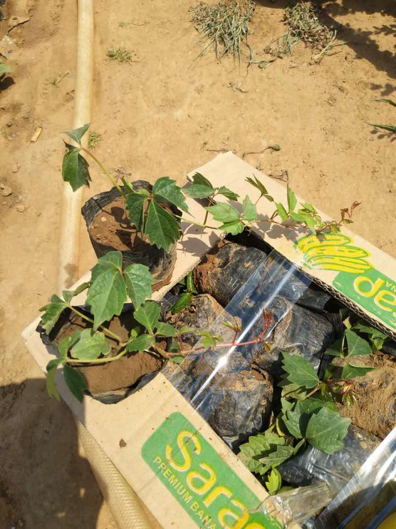 爬山虎农户直销爬山虎20万直销。青州价格