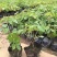 爬山虎农户直销爬山虎20万直销。青州价格