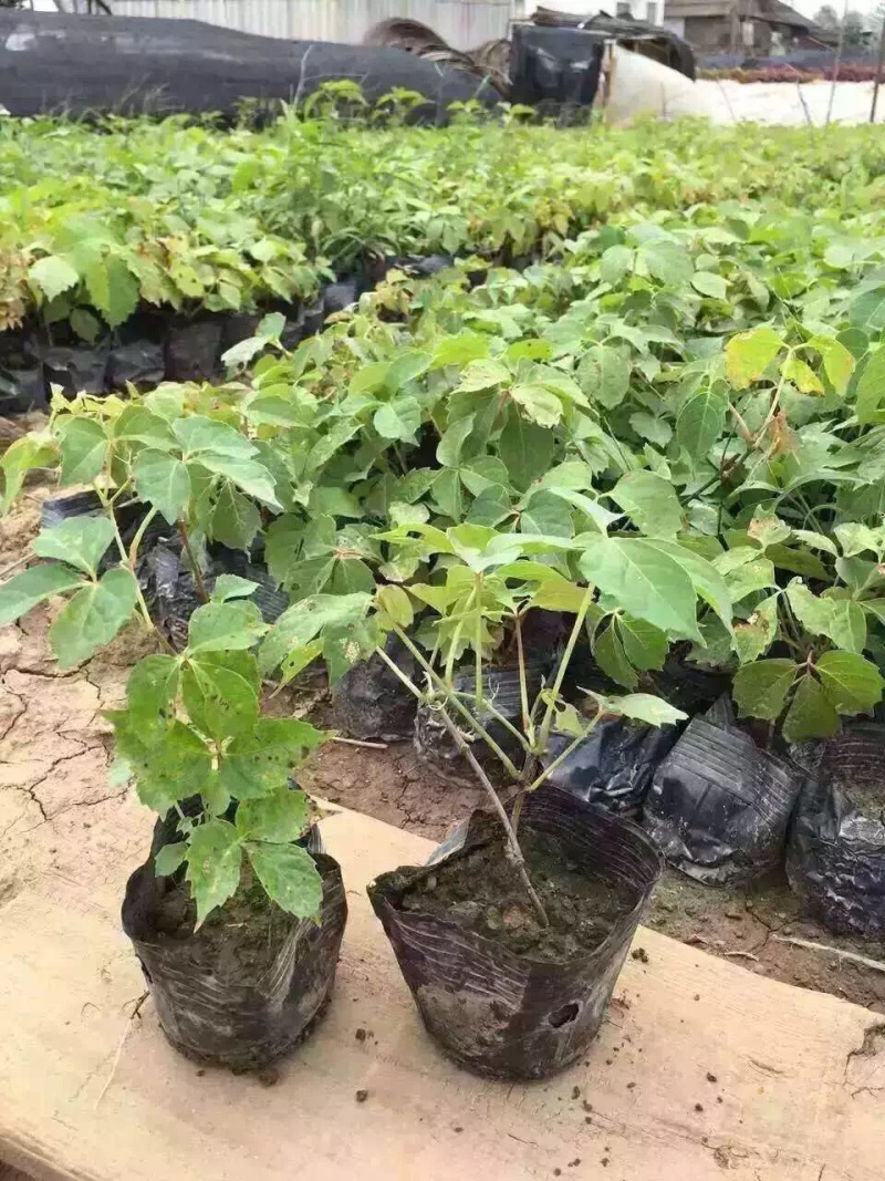 爬山虎农户直销爬山虎20万直销。青州价格