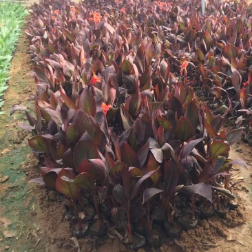 紫叶美人蕉种植基地紫美人蕉自产自销。50万低价