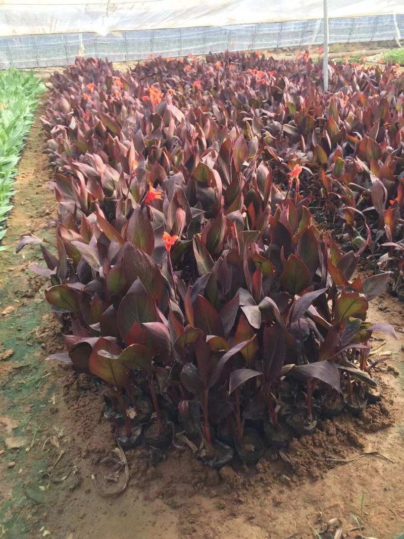 紫叶美人蕉种植基地紫美人蕉自产自销。50万低价