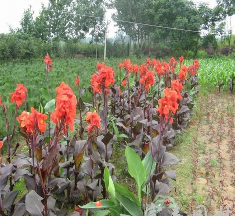 紫叶美人蕉种植基地紫美人蕉自产自销。50万低价