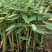 再力花自产自销50万再力花直销。青州价格。