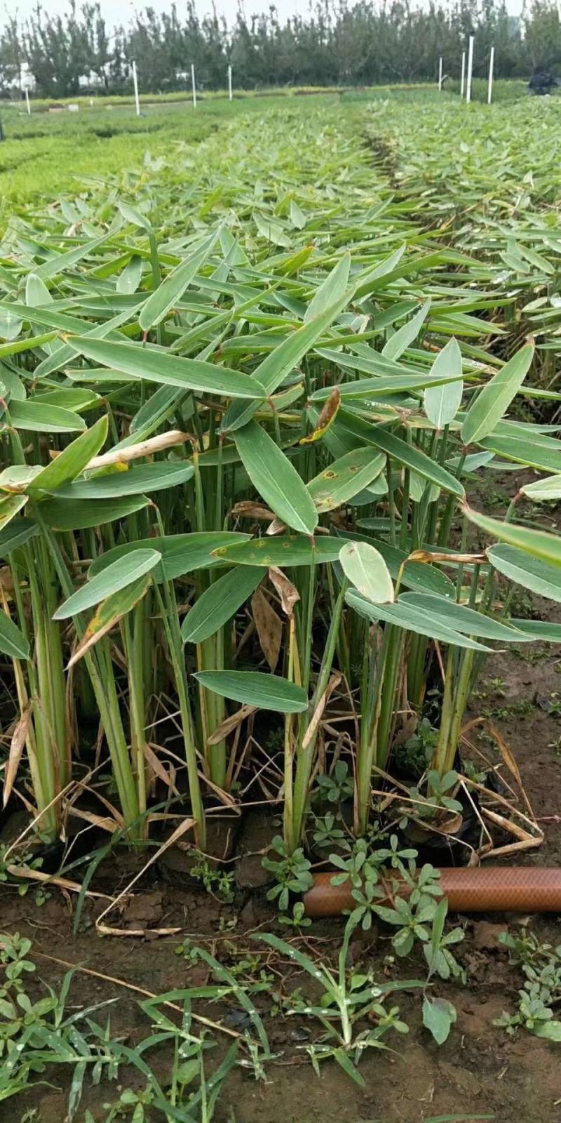 再力花自产自销50万再力花直销。青州价格。