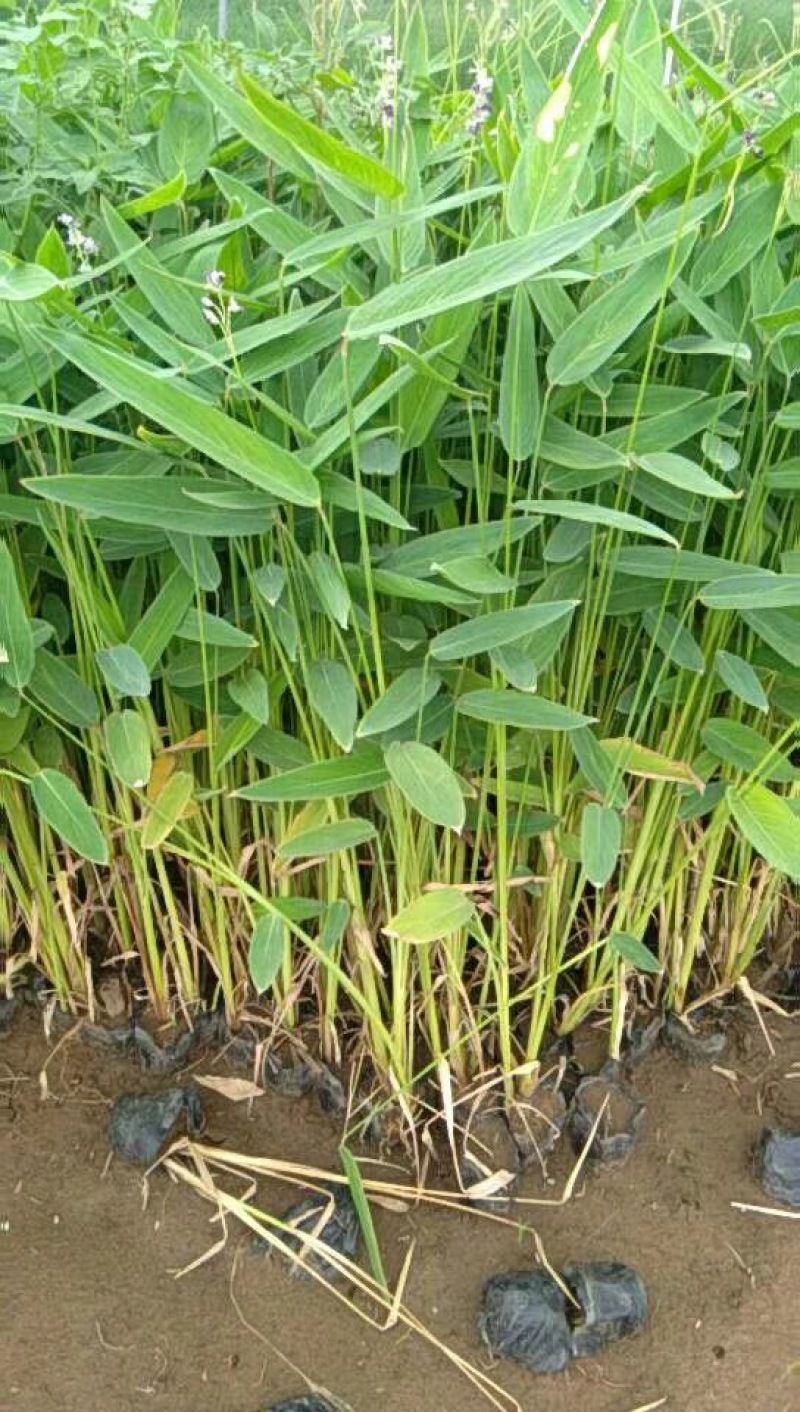 再力花自产自销50万再力花直销。青州价格。