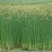 水葱自产自销水葱种植基地。100万处理