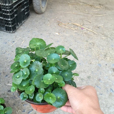 香菇草自产自销40万香菇草种植基地