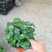 香菇草自产自销40万香菇草种植基地