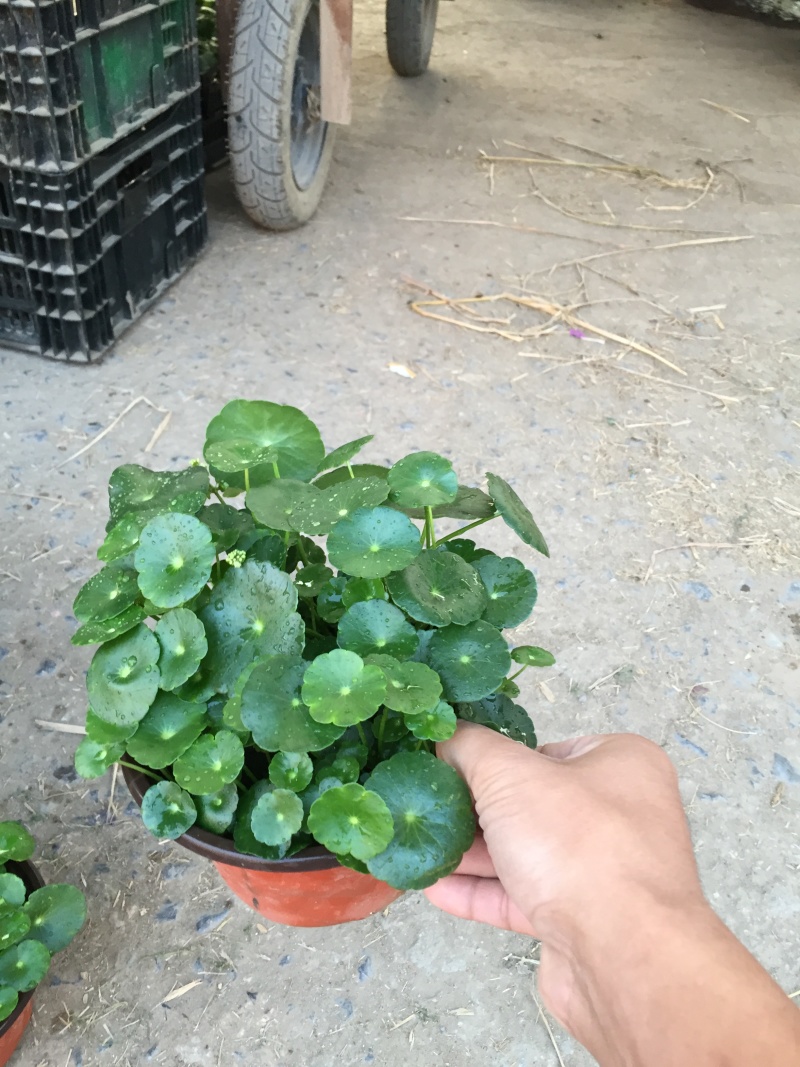 香菇草自产自销40万香菇草种植基地