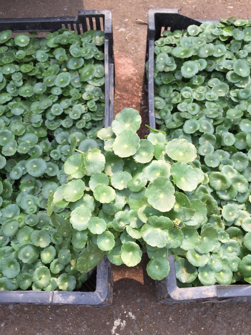 香菇草自产自销40万香菇草种植基地