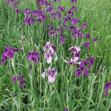 花菖蒲种植基地花菖蒲自产自销。50万青州基地处理。