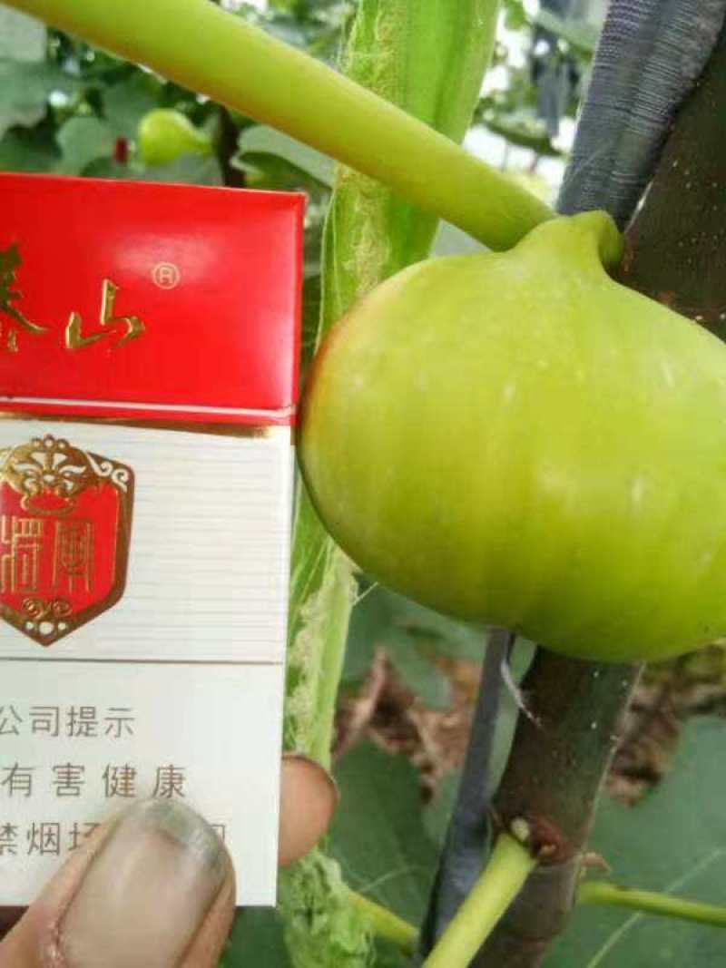 波姬红无花果苗基地现挖现发，保证品种，死苗补发