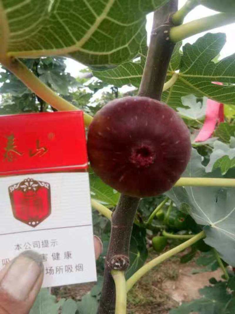 波姬红无花果苗基地现挖现发，保证品种，死苗补发