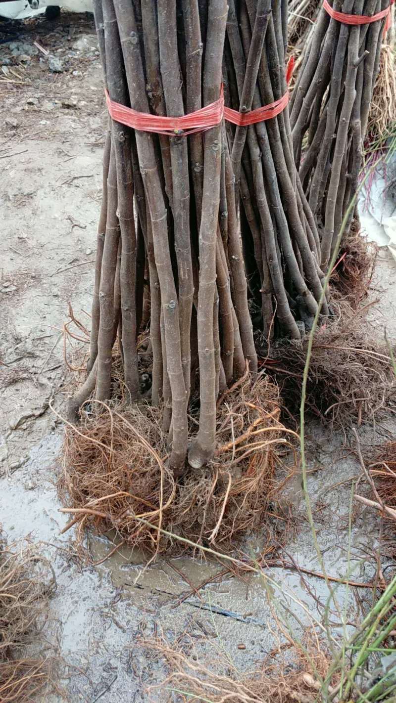 波姬红无花果苗基地现挖现发，保证品种，死苗补发