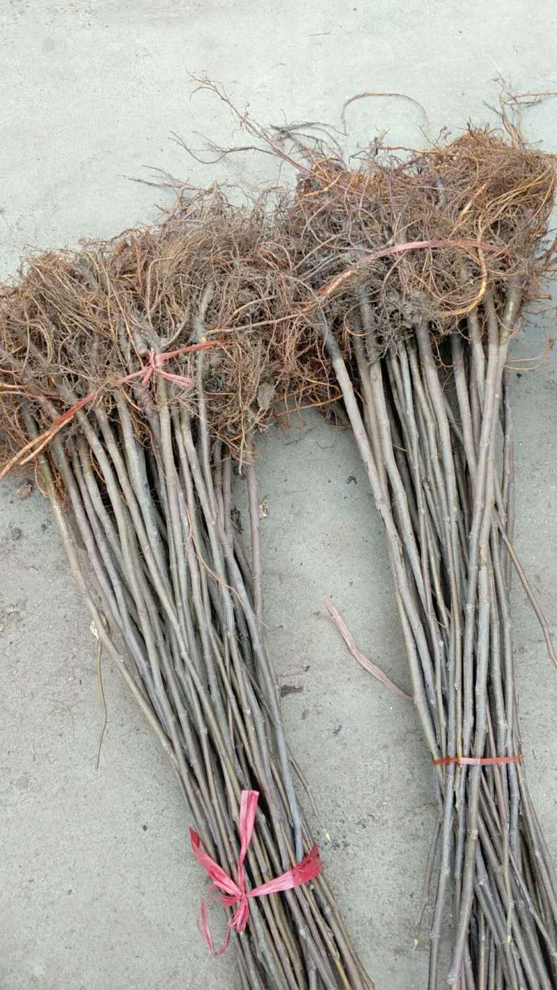 波姬红无花果苗基地现挖现发，保证品种，死苗补发