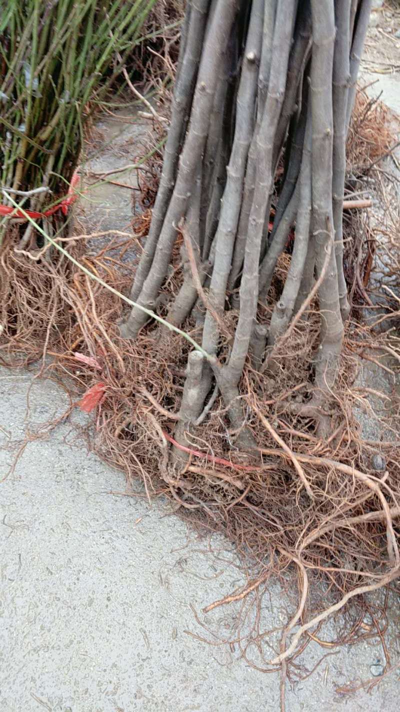 波姬红无花果苗基地现挖现发，保证品种，死苗补发