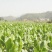 泽泻自产自销泽泻种植基地。30万低价处理。