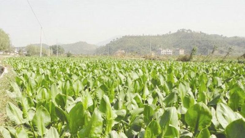 泽泻自产自销泽泻种植基地。30万低价处理。