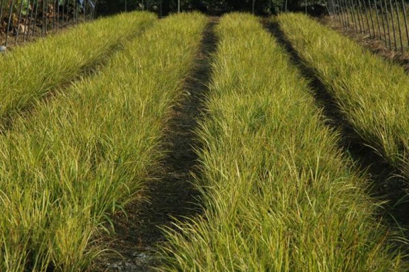 金叶石菖蒲自产自销金叶石菖蒲基地直销。50万处理