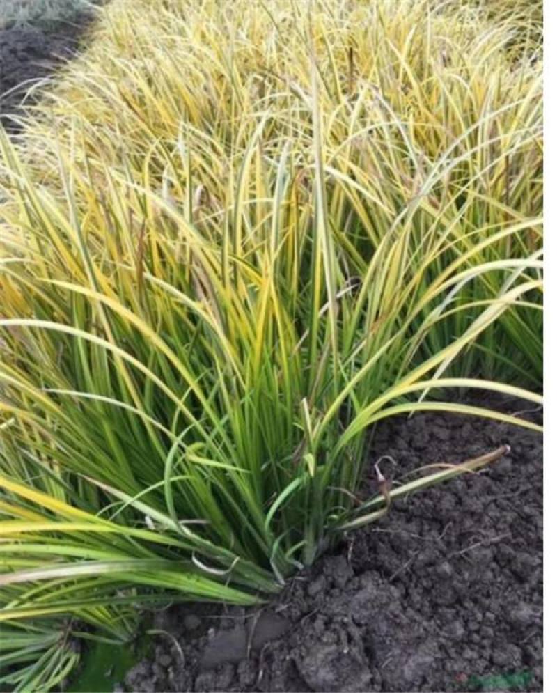 金叶石菖蒲自产自销金叶石菖蒲基地直销。50万处理