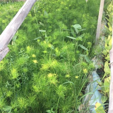 纸莎草种植基地纸莎草自产自销。50万低价处理