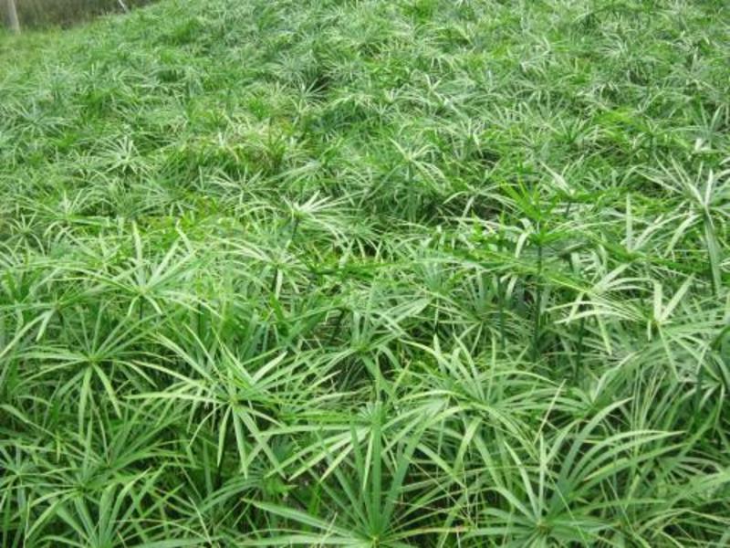旱伞草自产自销50万旱伞草种植基地。青州价格