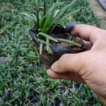 日本矮麦冬自产自销日本矮麦冬种植基地。青州价格
