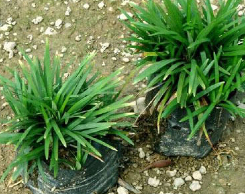 日本矮麦冬自产自销日本矮麦冬种植基地。青州价格