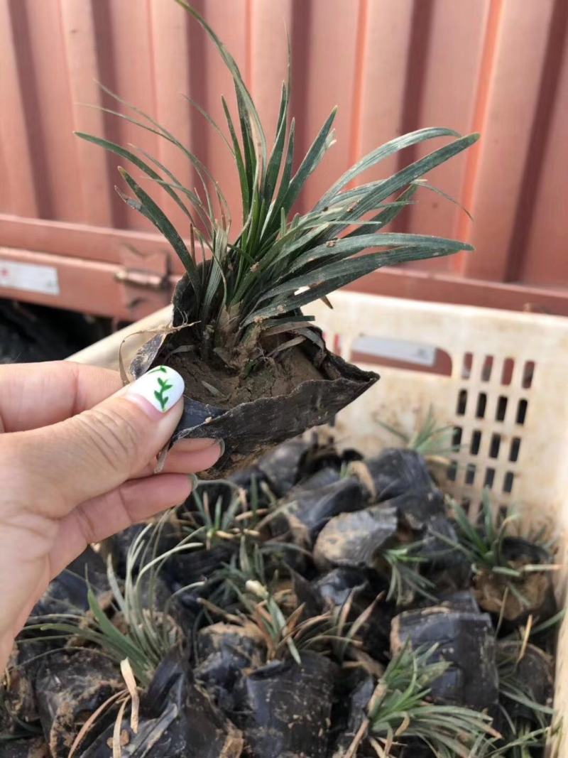 日本矮麦冬自产自销日本矮麦冬种植基地。青州价格