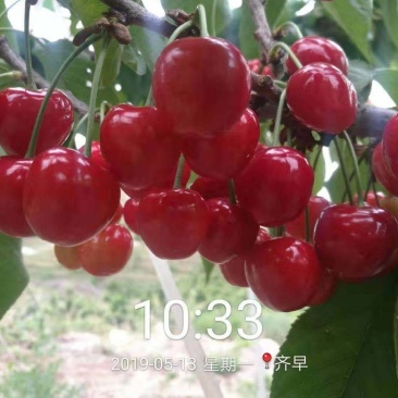 樱桃苗车厘子樱红俄罗斯8号黑珍珠保证品种假一赔十