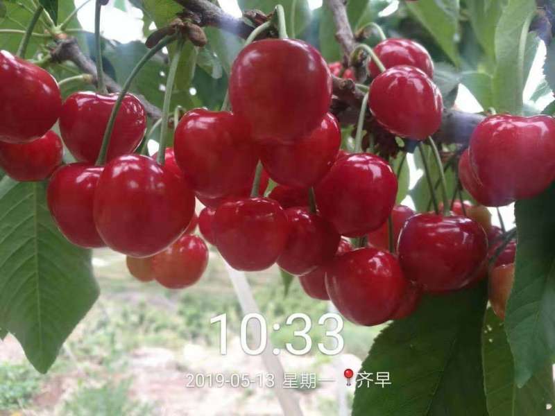 樱桃苗车厘子樱红俄罗斯8号黑珍珠保证品种假一赔十