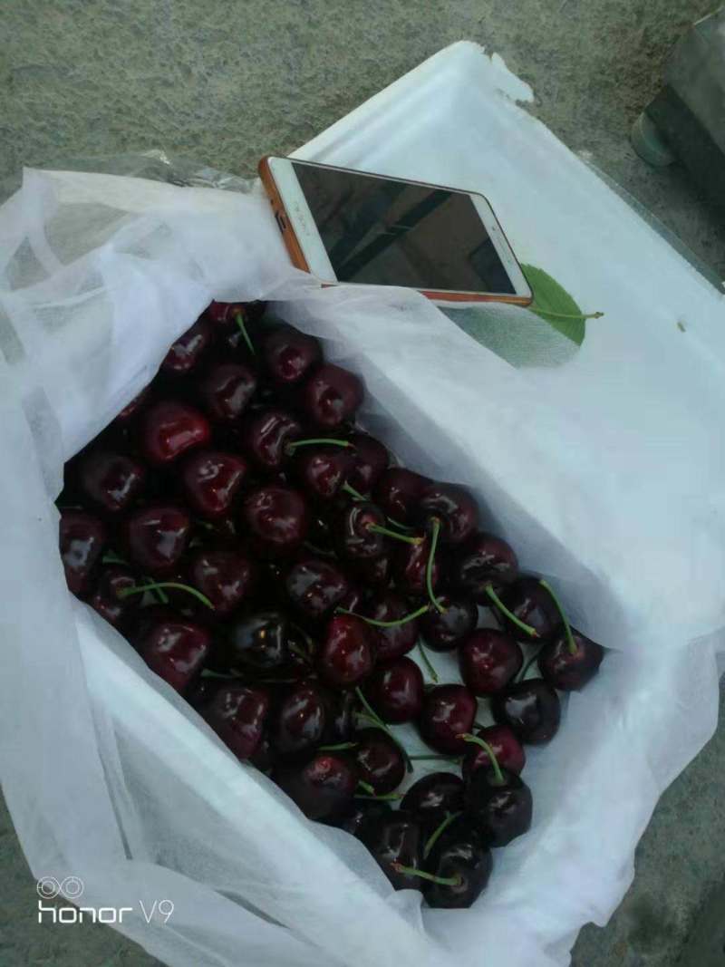 樱桃苗车厘子樱红俄罗斯8号黑珍珠保证品种假一赔十