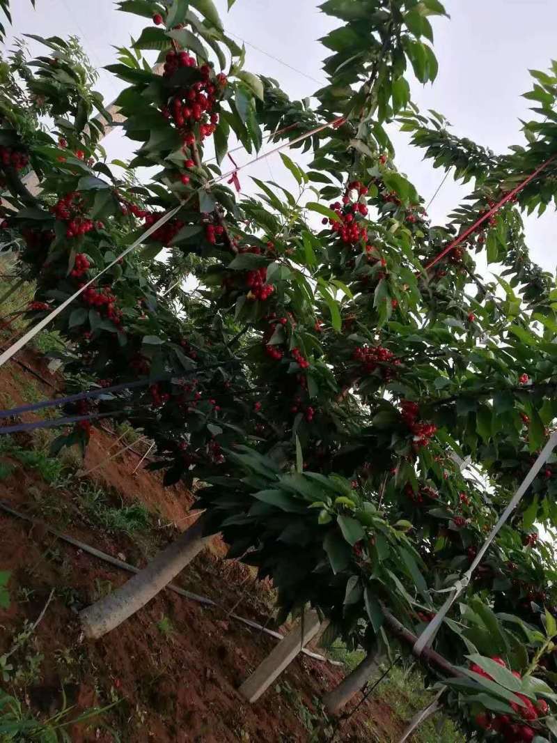 樱桃苗车厘子樱红俄罗斯8号黑珍珠保证品种假一赔十