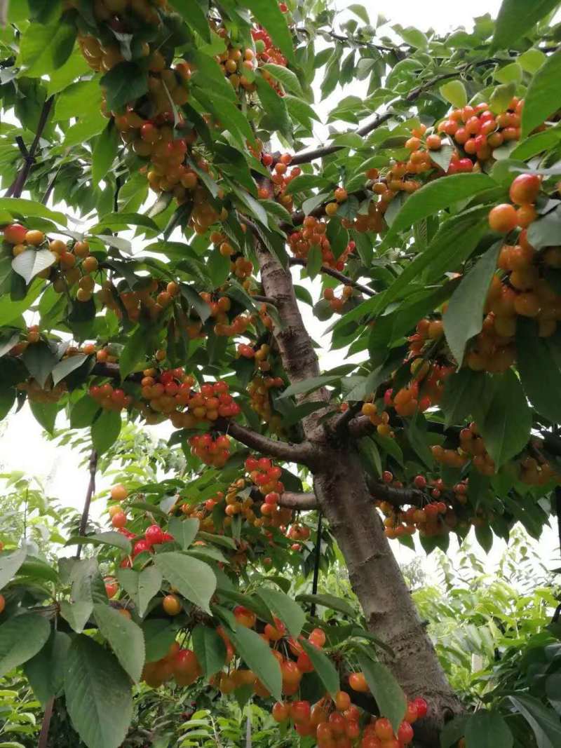 樱桃苗车厘子樱红俄罗斯8号黑珍珠保证品种假一赔十