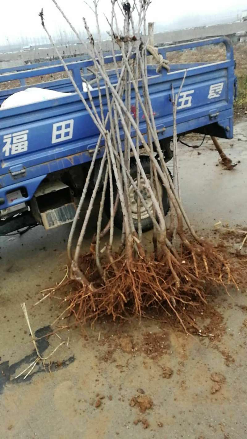 樱桃苗车厘子樱红俄罗斯8号黑珍珠保证品种假一赔十