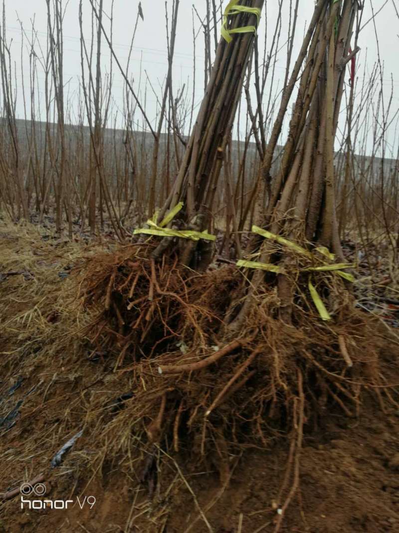 樱桃苗车厘子樱红俄罗斯8号黑珍珠保证品种假一赔十